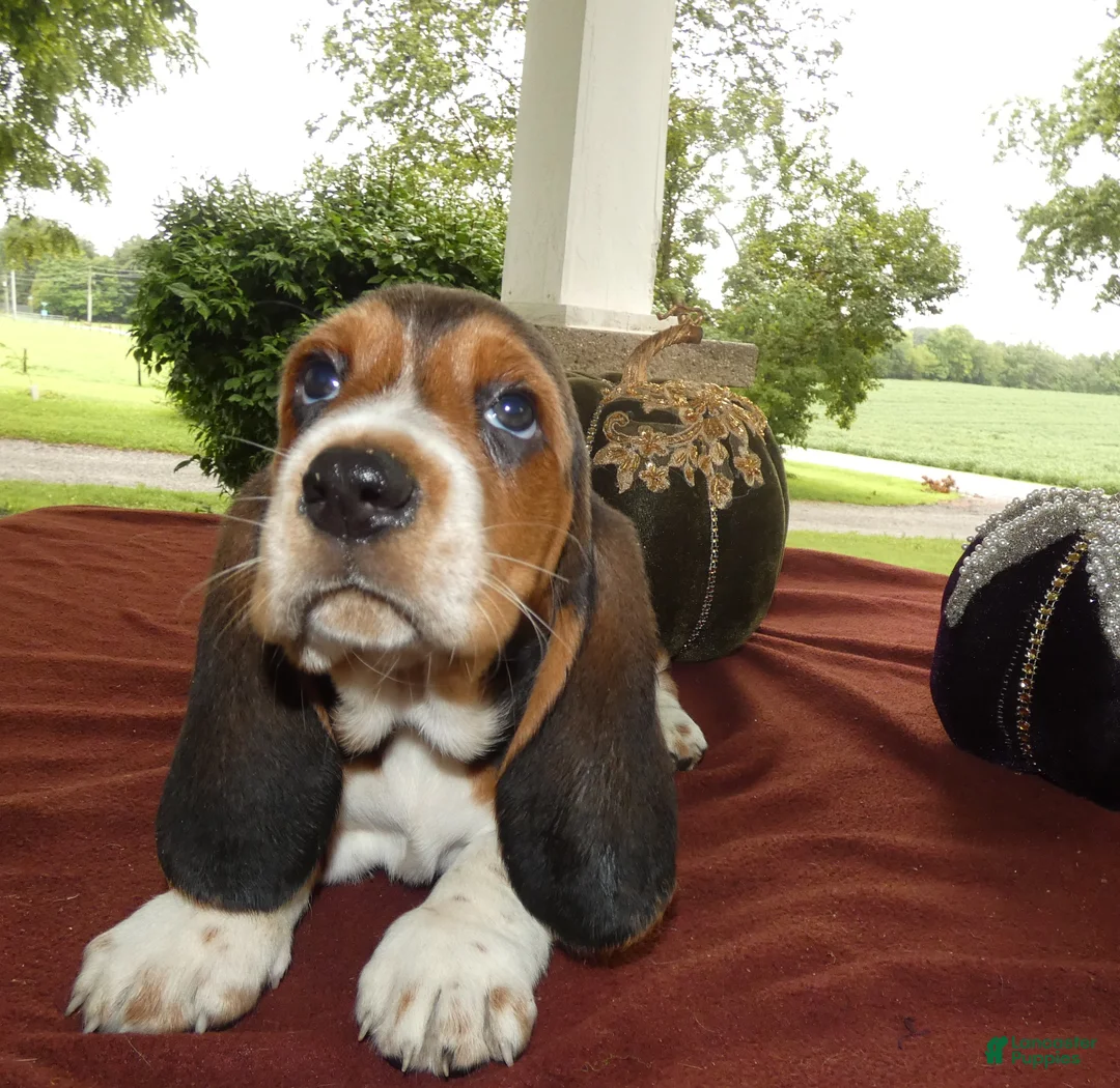 Basset Hound dogs for sale: Basset Hound 5 Rela - Ad 1