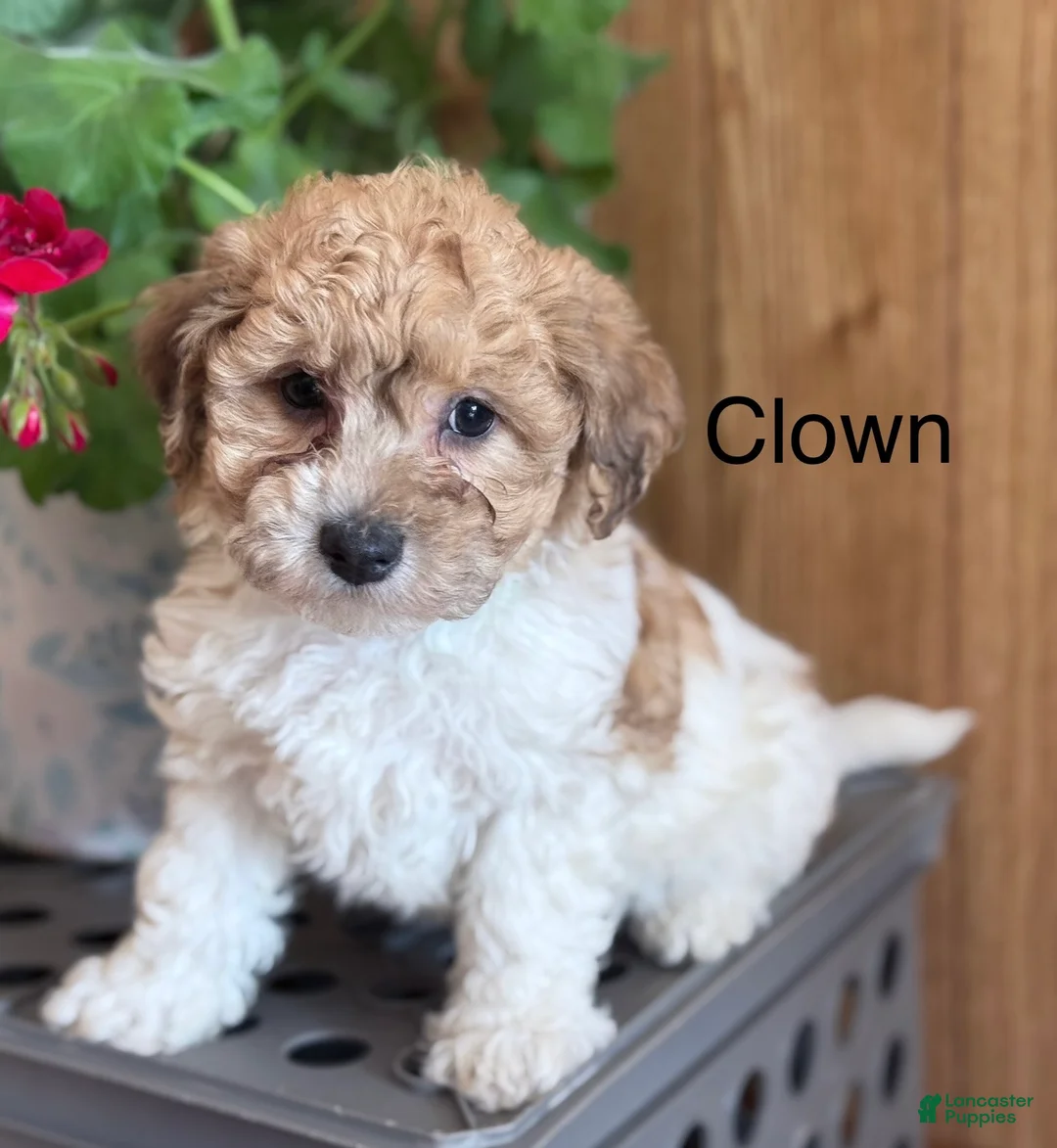 Bichpoo dogs for sale: Clown  - Ad 1