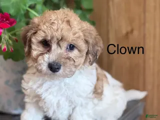 Bichpoo dogs Clown - Ad 38