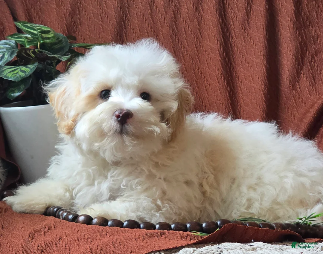 Mixed Breed dogs for sale: Cloud - Ad 1