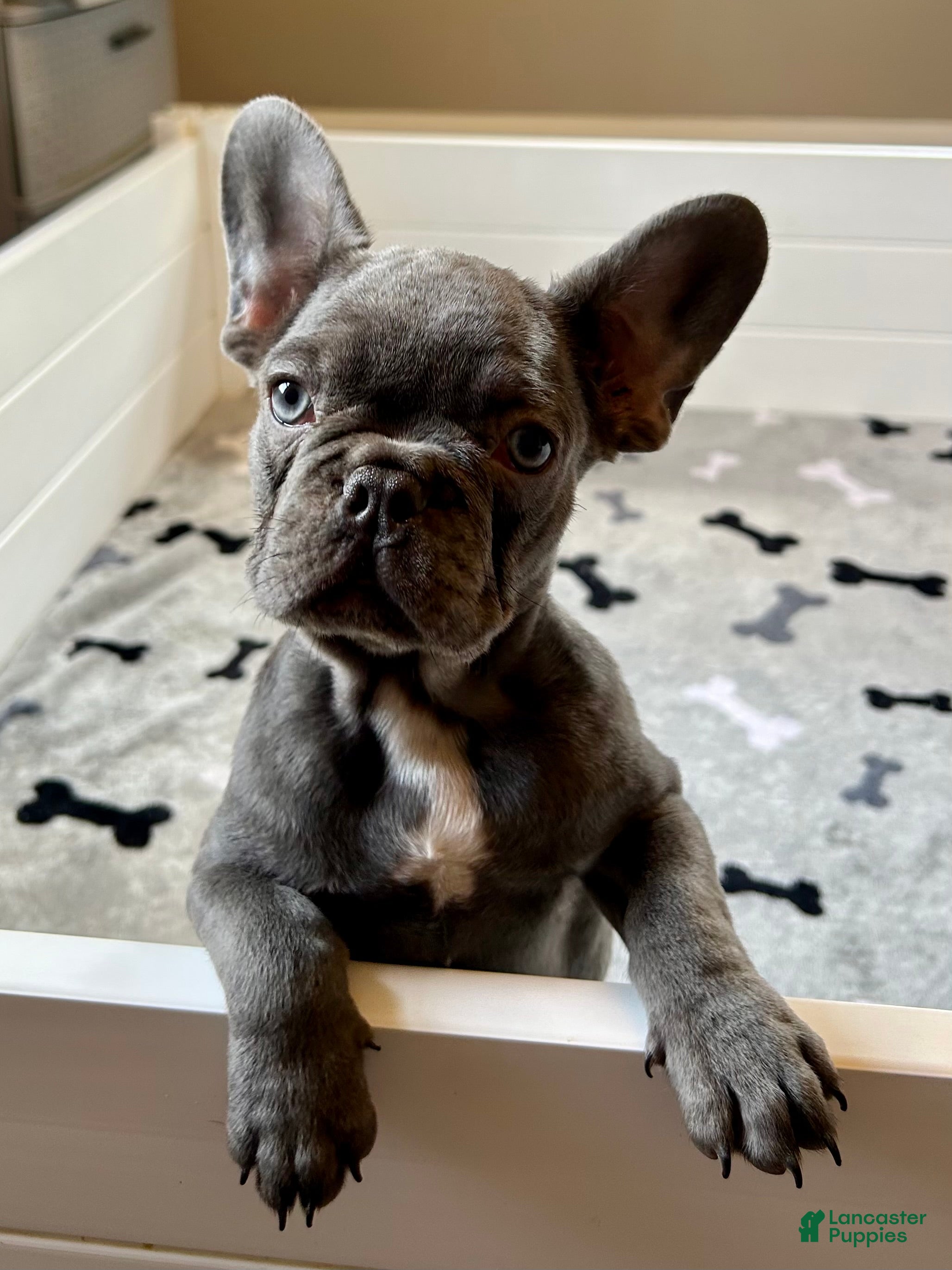 French Bulldog dogs Malibu - Ad 2
