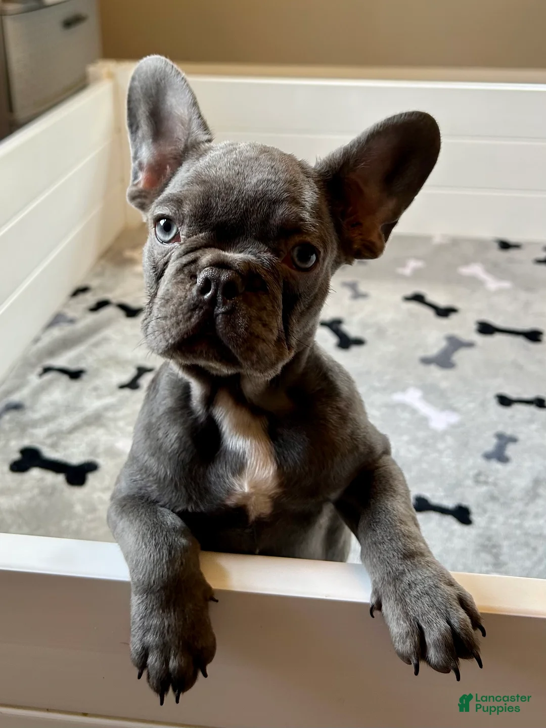French Bulldog dogs for sale: Malibu - Ad 2