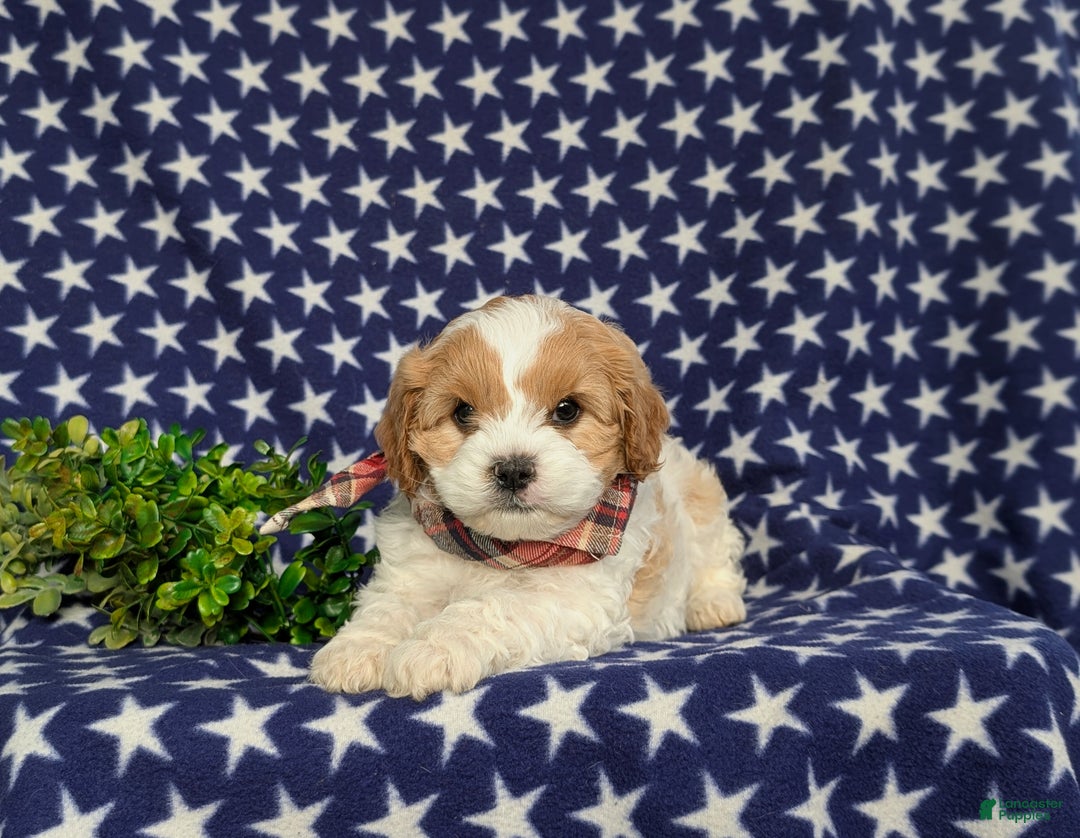 Cavapoo dogs for sale: Willis - Ad 5