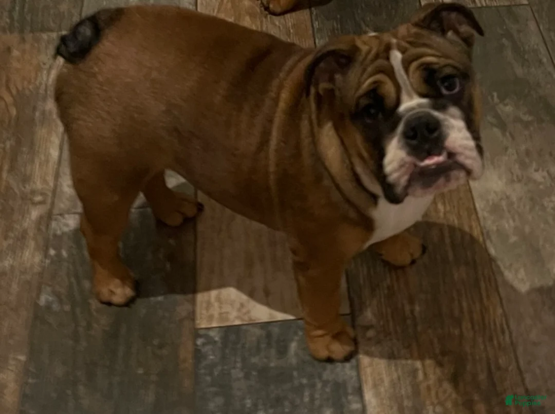English Bulldog dogs for sale: English Bulldog Puppy 1 - Ad 2