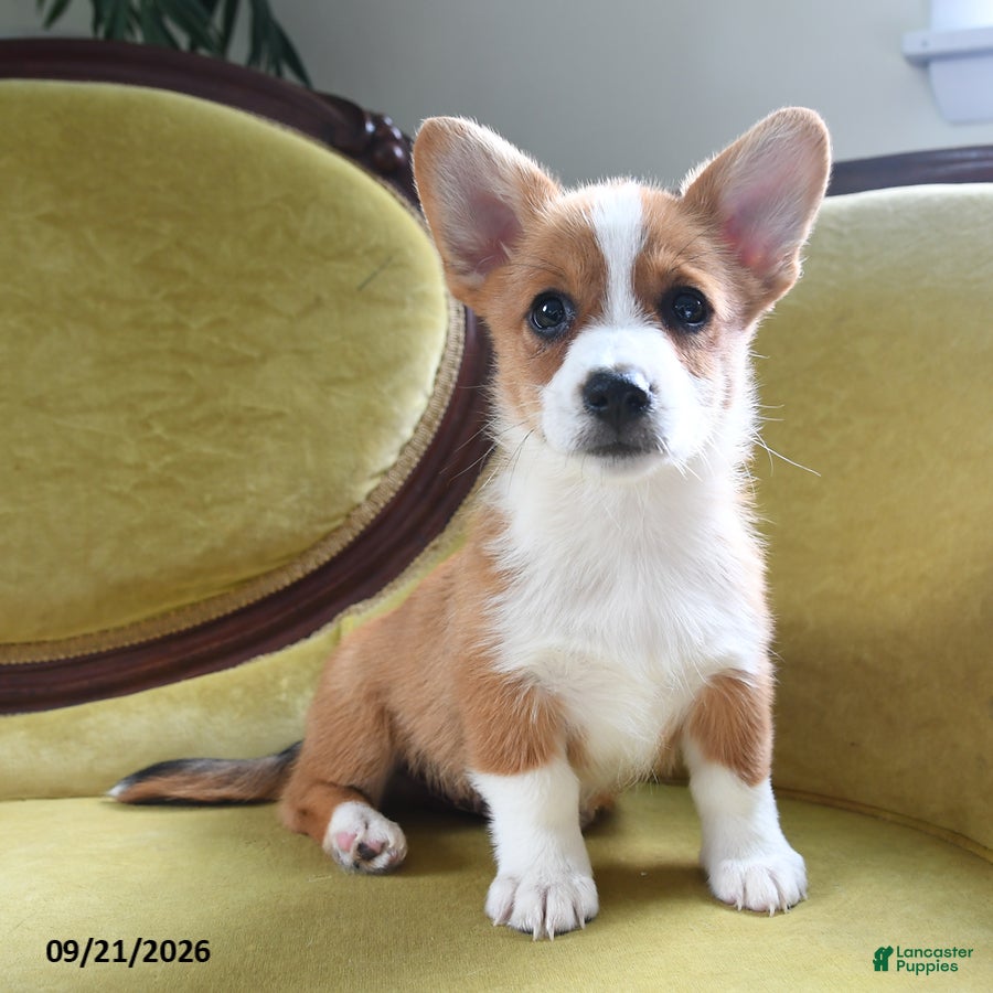 Welsh Corgi Pembroke dogs Carmen - Ad 2
