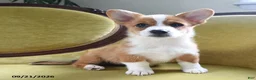 Welsh Corgi Pembroke dogs for sale: Carmen - Ad 6