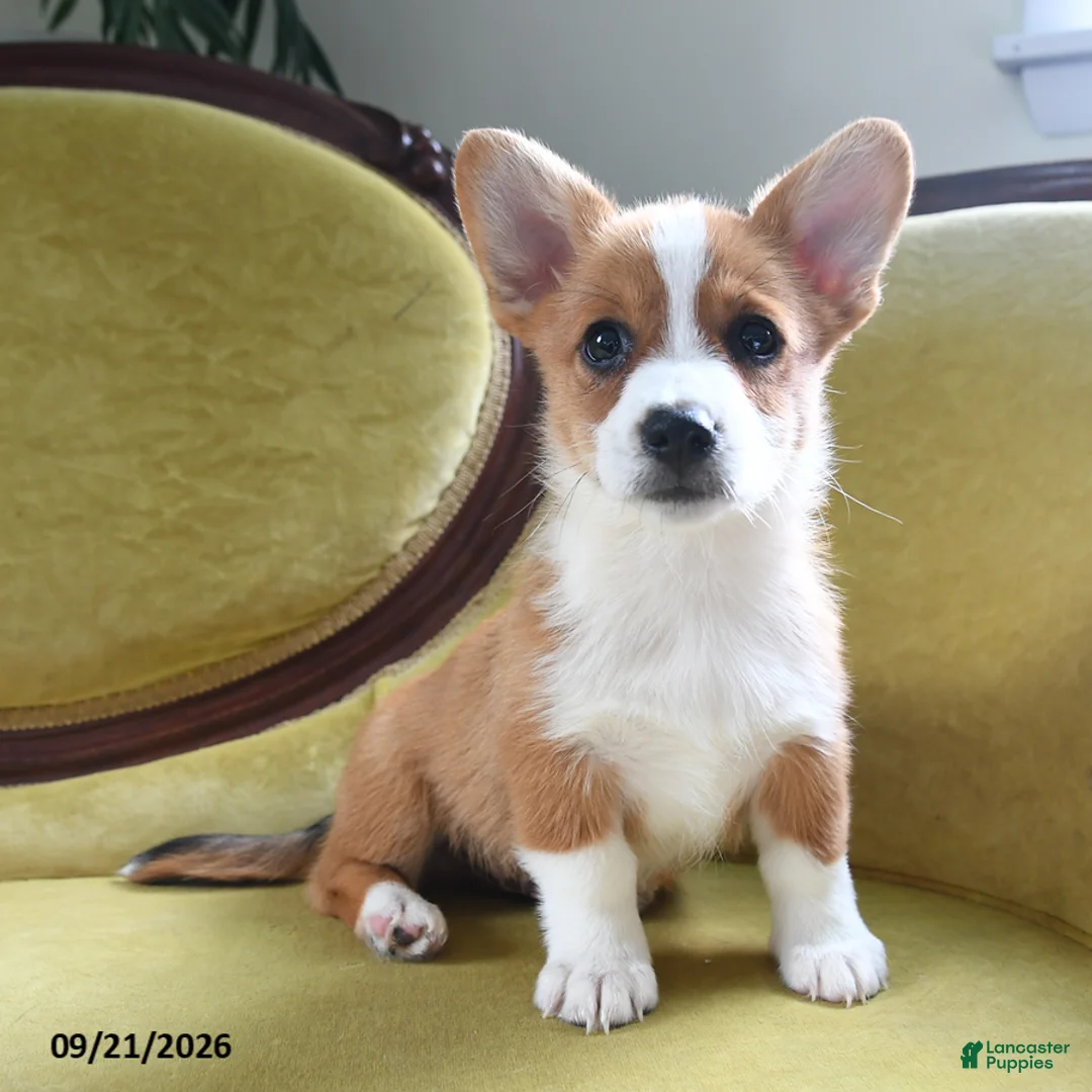 Welsh Corgi Pembroke dogs for sale: Carmen - Ad 2
