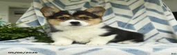 Welsh Corgi Pembroke dogs for sale: Roman - Ad 1