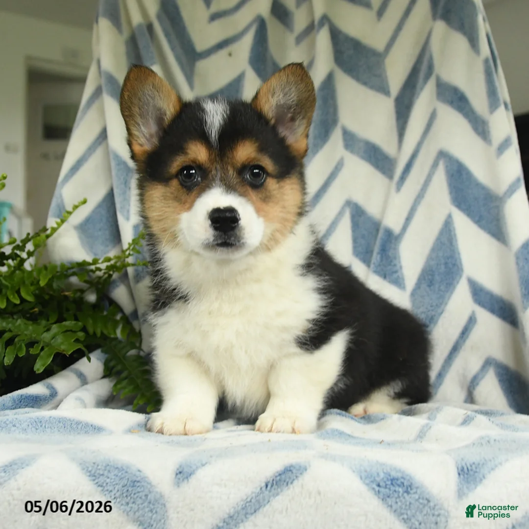 Welsh Corgi Pembroke dogs for sale: Roman - Ad 1