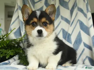 Welsh Corgi Pembroke dogs for sale: Roman - Ad 4