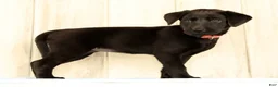 Labrador Retriever dogs for sale: Brooke - Ad 3