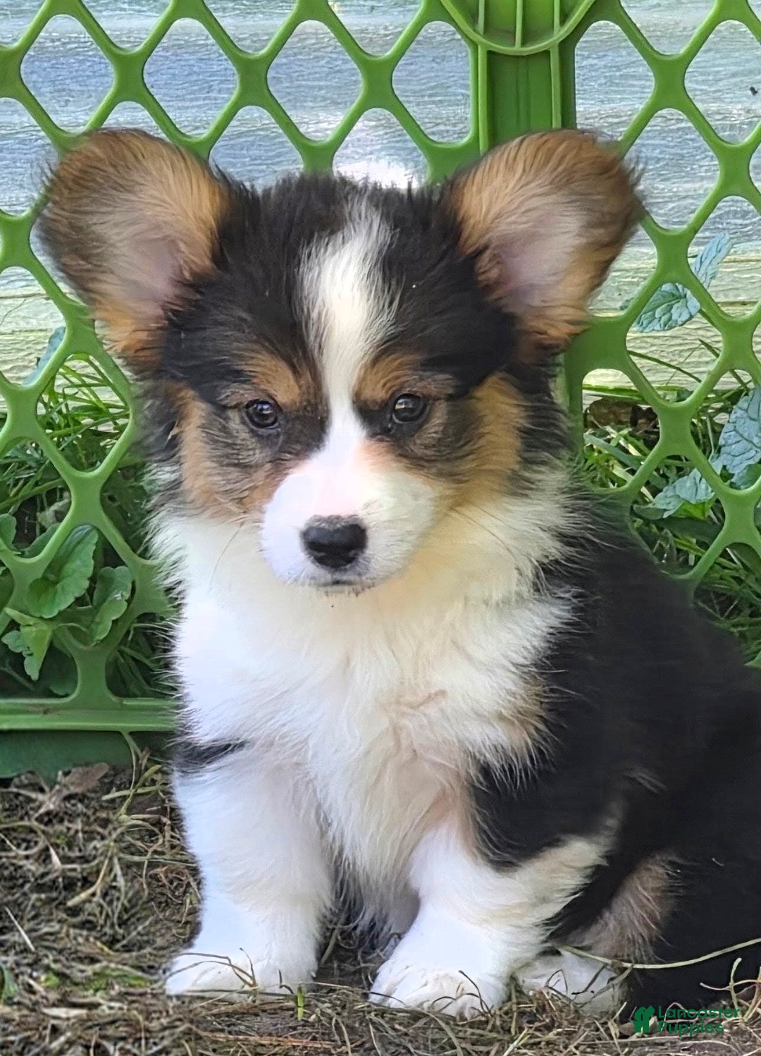Welsh Corgi Pembroke dogs Muffin fluffy - Ad 2