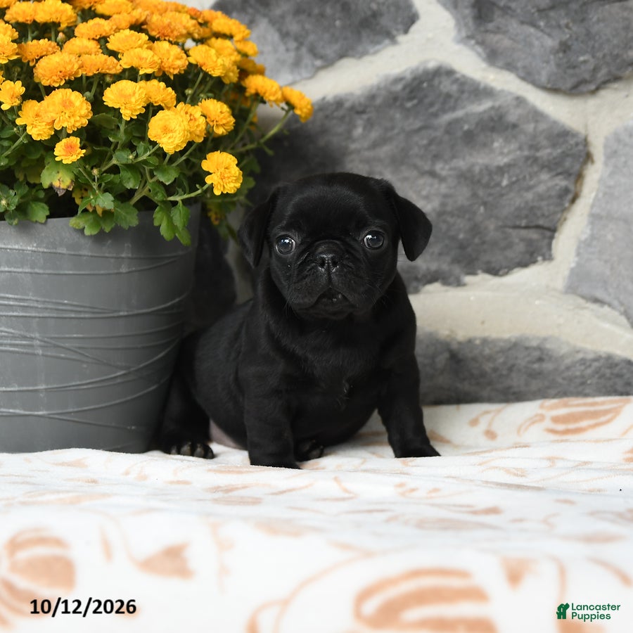 Pug dogs Bubbles - Ad 1