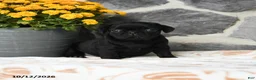 Pug dogs for sale: Bubbles - Ad 1