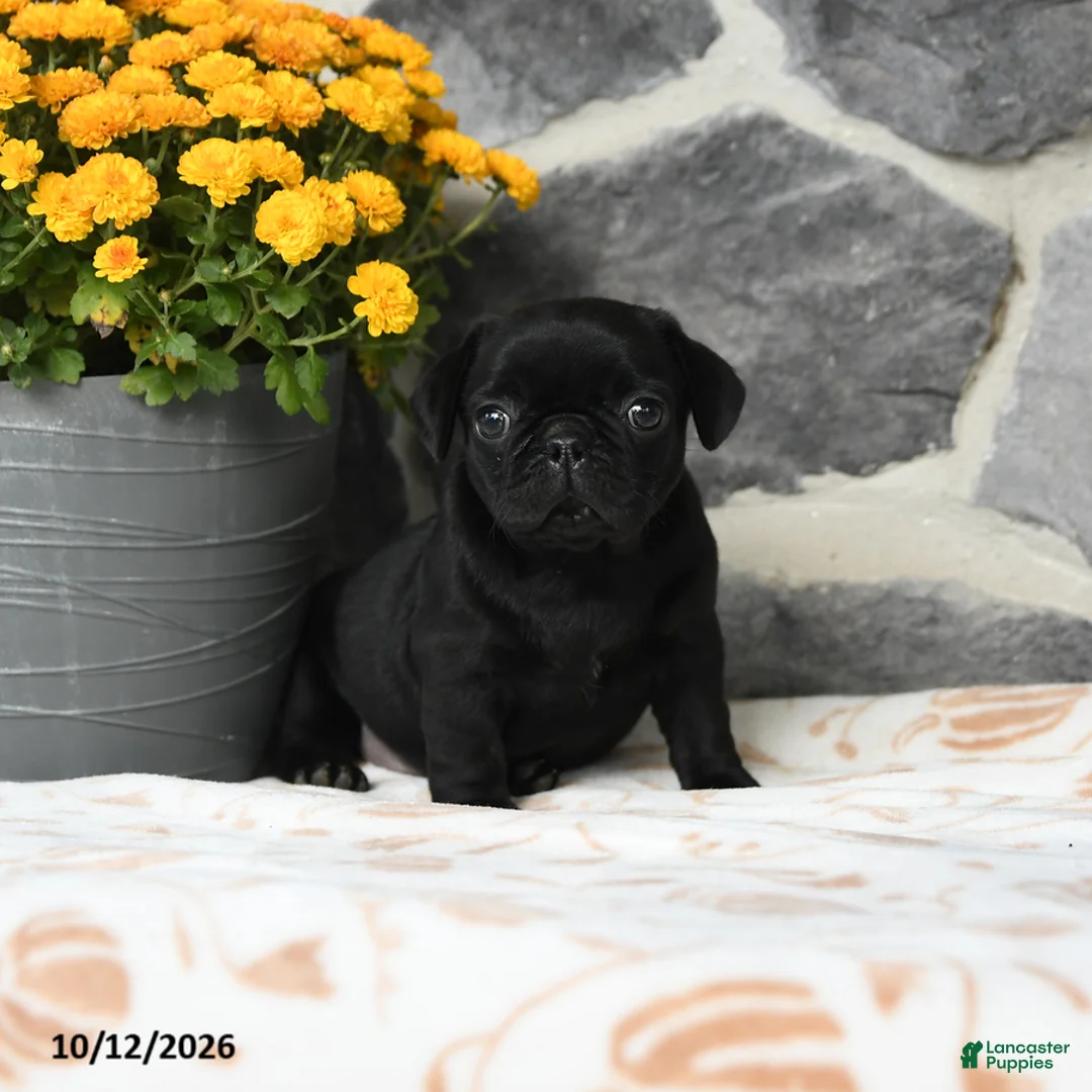 Pug dogs for sale: Bubbles - Ad 1
