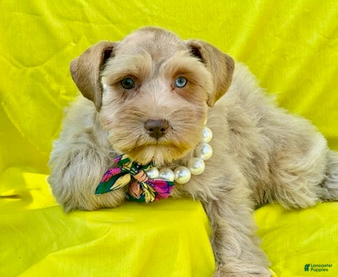 Schnauzer dogs Summer - Ad 1