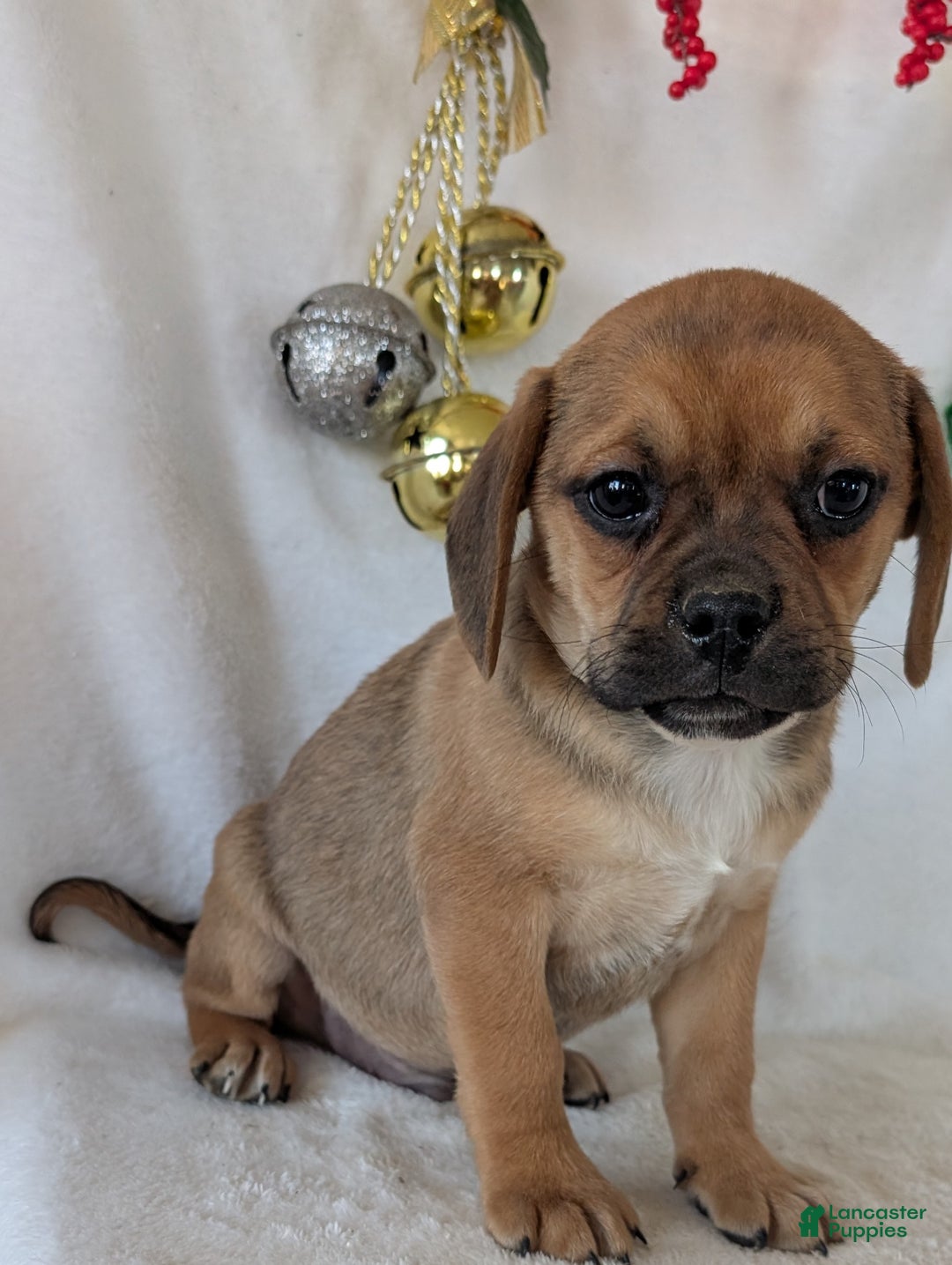 Puggle dogs for sale: Chance  - Ad 12