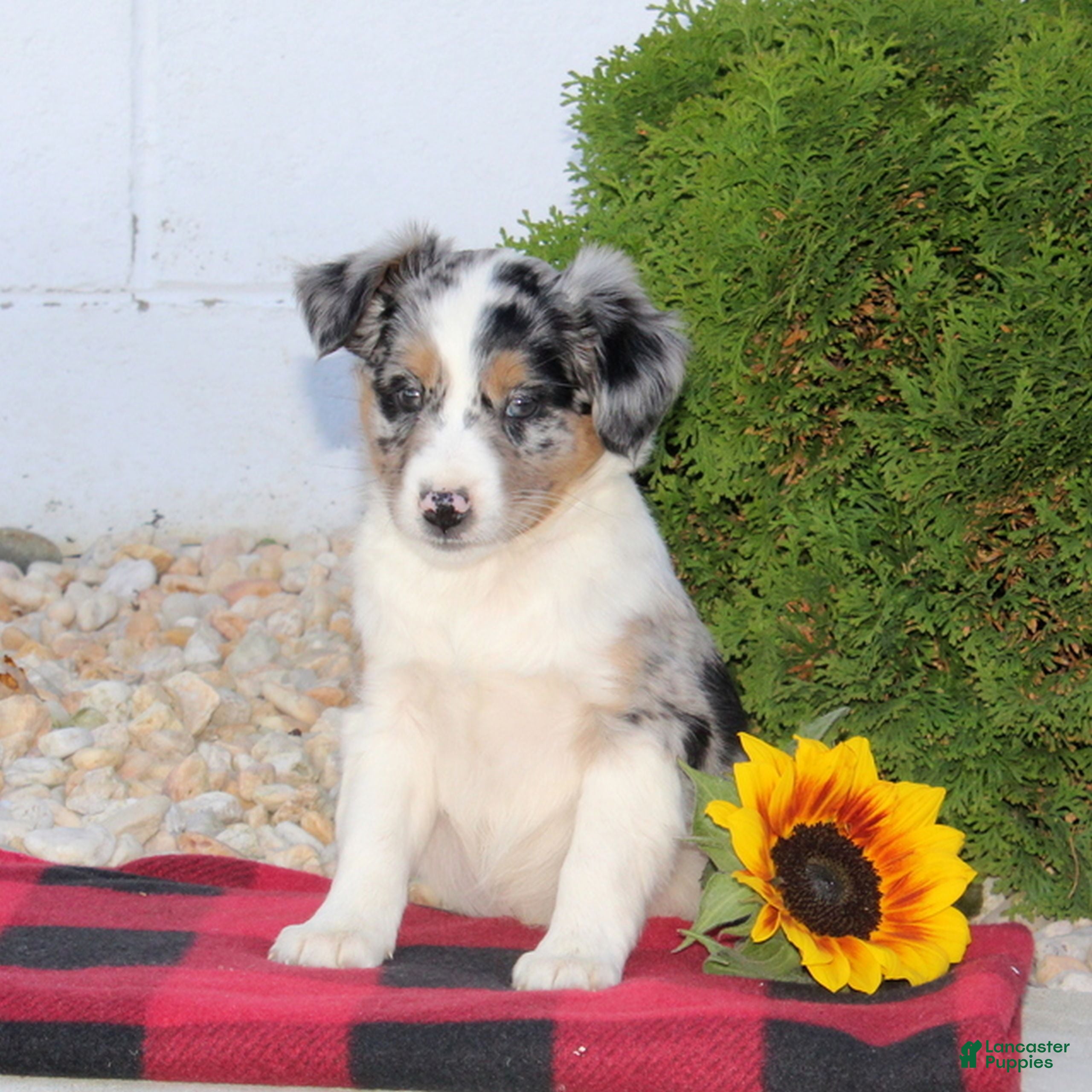 Miniature Australian Shepherd dogs Tanisha  - Ad 4
