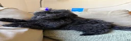 Standard Poodle dogs for sale: Raven - Ad 14