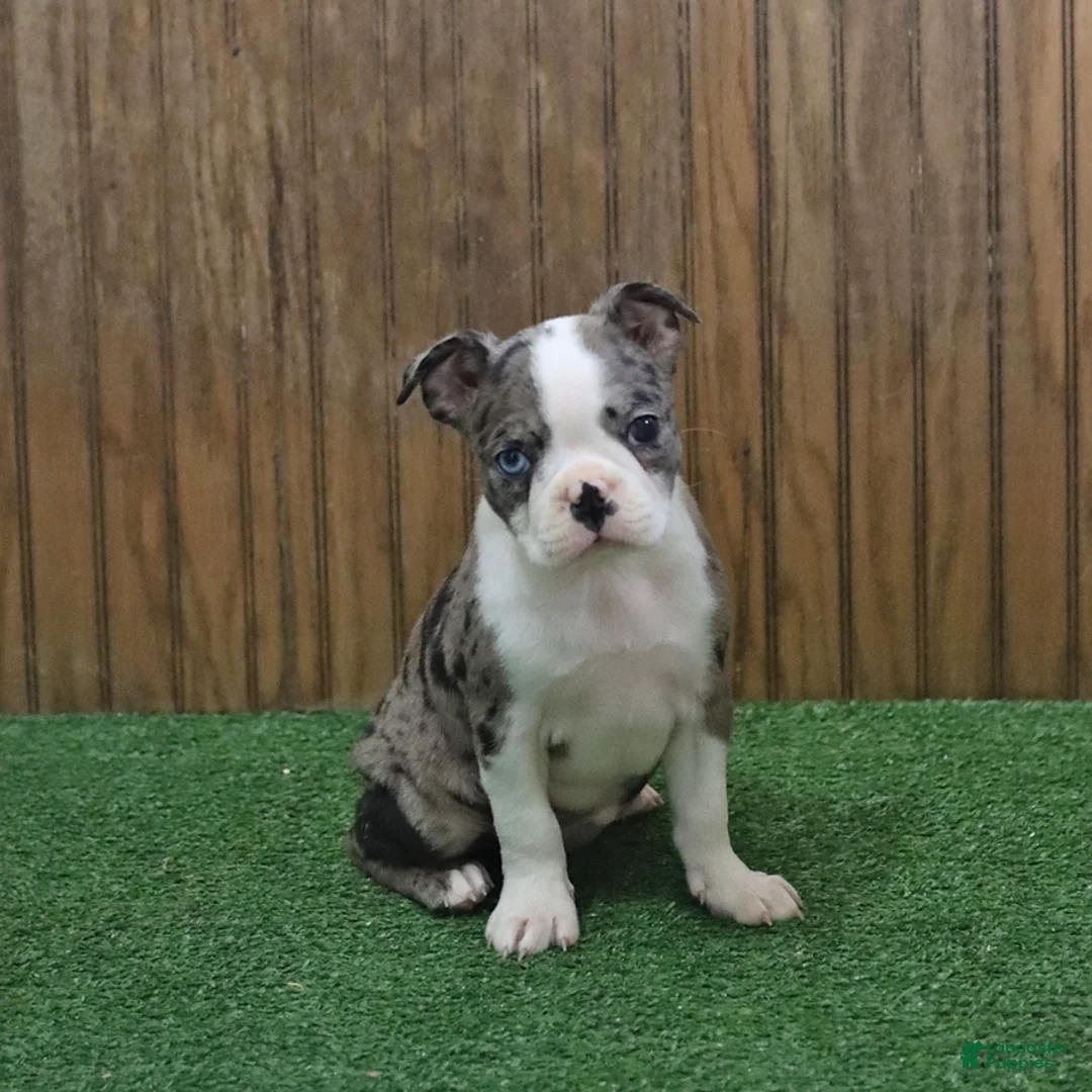 Boston Terrier dogs for sale: Bluebell - Ad 4