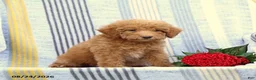 Miniature Poodle dogs for sale: Skip - Ad 3