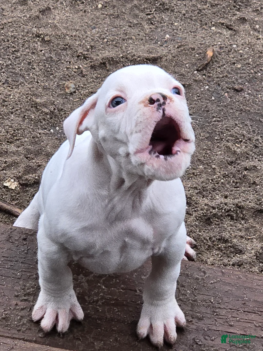 Boxer dogs for sale: Stevie - Ad 13