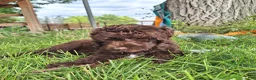 Mini Aussiedoodle dogs for sale: Yellow - Ad 13