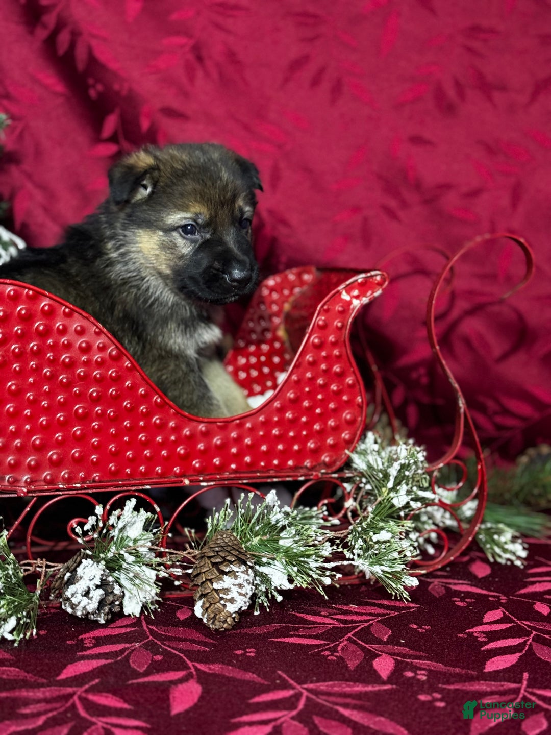 German Shepherd dogs for sale: Branson - Ad 2