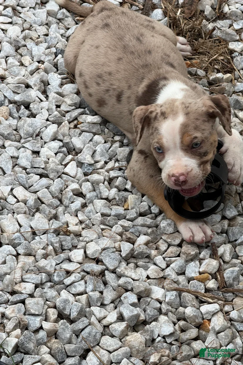 American Bully dogs The Olsen Twins / Mary Kate - Ad 2