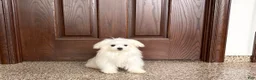 Maltese dogs for sale: MJ - Ad 3
