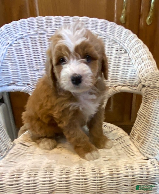 Mini Bernedoodle dogs Shadow - Ad 33