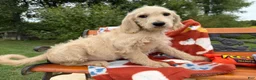 Labradoodle dogs for sale: Zuri (Girl) - Ad 3