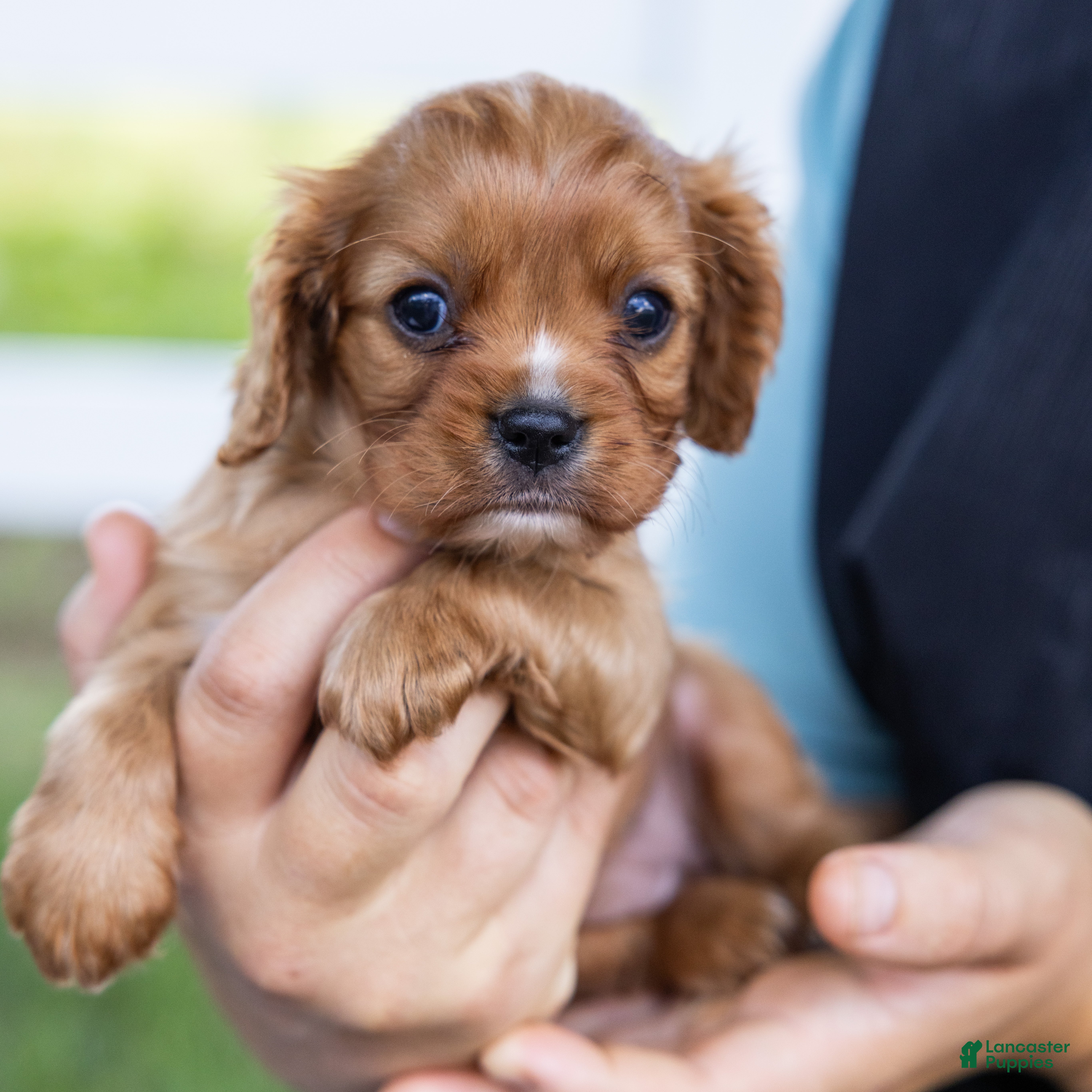 Cavalier King Charles Spaniel dogs Blondie  - Ad 1