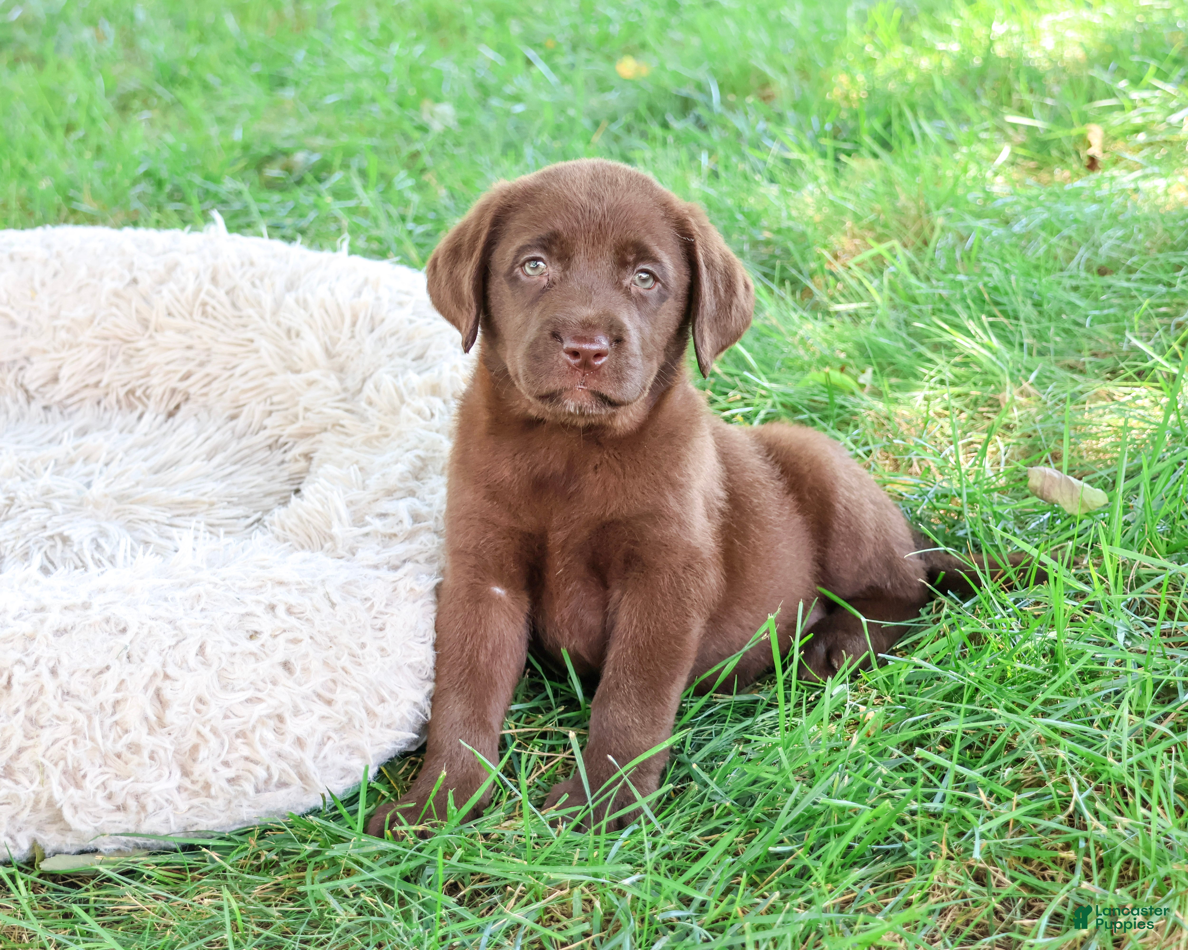 Labrador Retriever dogs Mirabel - Ad 30