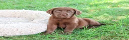 Labrador Retriever dogs for sale: Mirabel - Ad 1