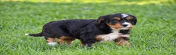 Mixed Breed dogs for sale: Sutton - Mini Bernedoodle - Ad 9