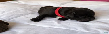 Cane Corso Puppy 1