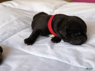 Cane Corso dogs Cane Corso Puppy 1 - Ad 8