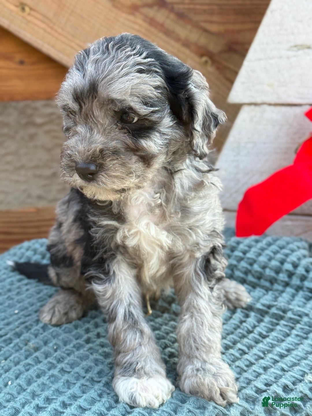 Bichpoo dogs for sale: Alvin - Ad 9