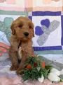 Mini Goldendoodle Puppy 3