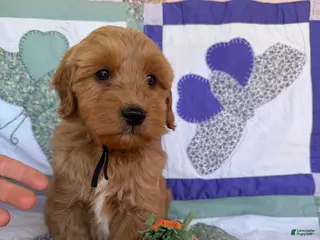 Mini Goldendoodle dogs Mini Goldendoodle Puppy 3 - Ad 12