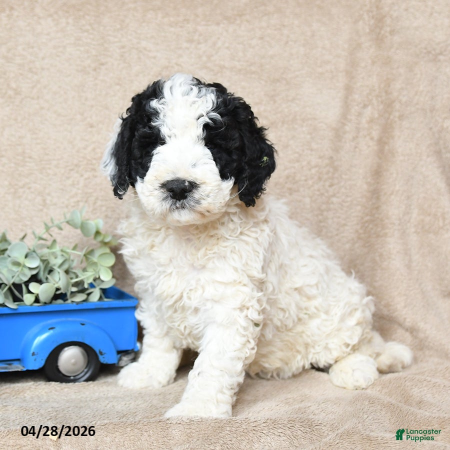 Goldendoodle dogs Oreo - Ad 2