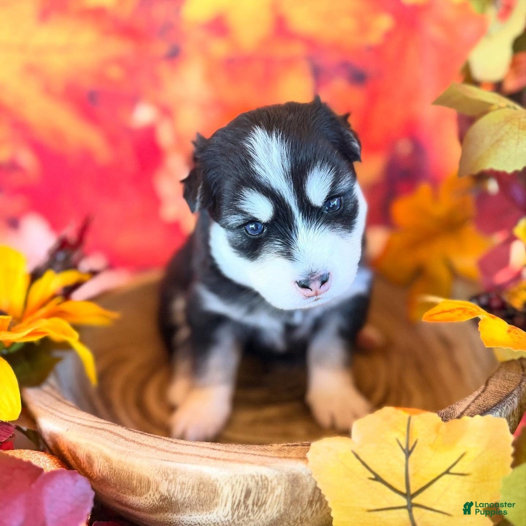 Pomsky dogs for sale: Lumi - Ad 8