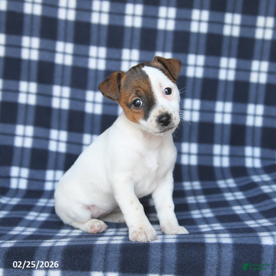 Jack Russell Terrier dogs Molly - Ad 1