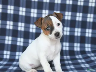 Jack Russell Terrier dogs for sale: Molly - Ad 1