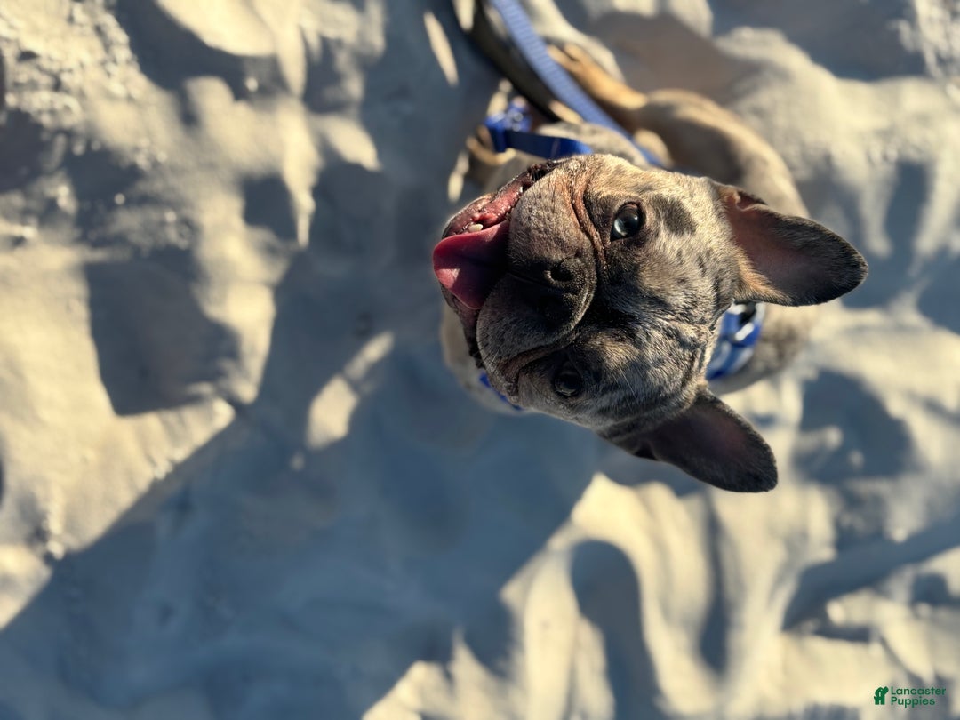 French Bulldog dogs for stud: Percy - Ad 7