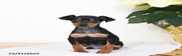 Miniature Pinscher dogs for sale: Dave - Ad 1