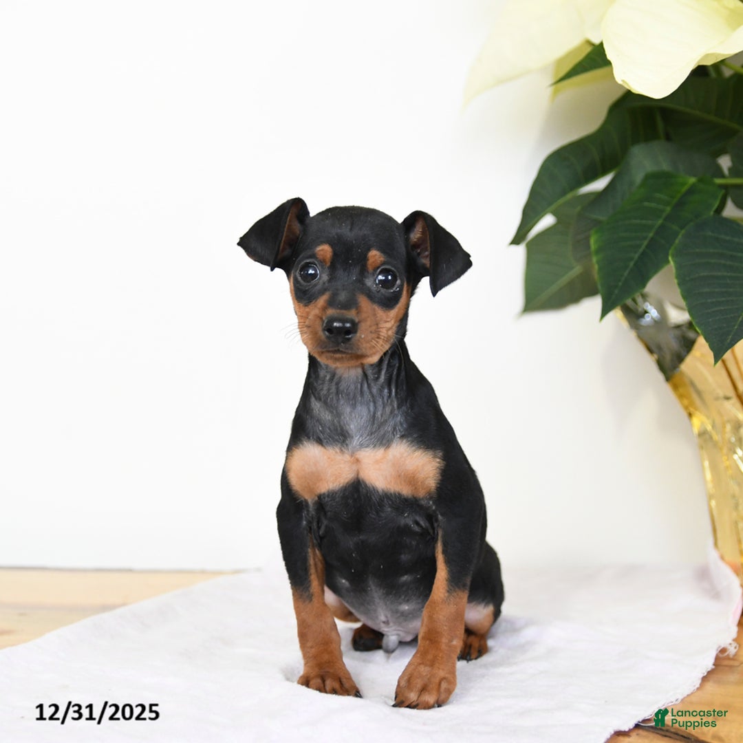 Miniature Pinscher dogs for sale: Dave - Ad 1