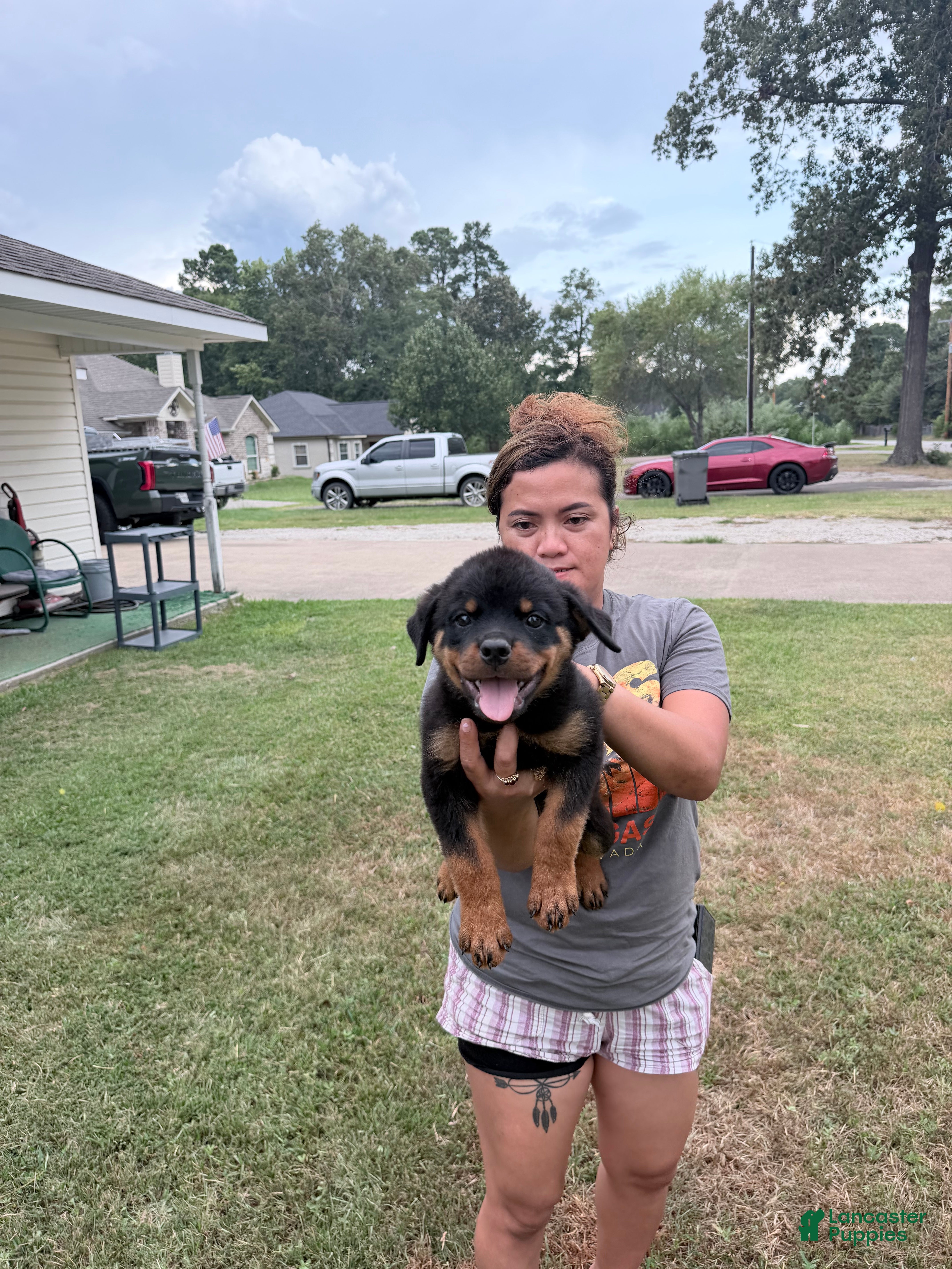 Rottweiler dogs Black collar male - Ad 1