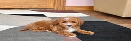 Cavapoo dogs for sale: Cavapoo F1b Male Puppy 1 - Ad 6